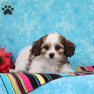 Diamond, Cavachon Puppy